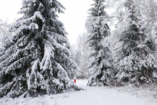 Slēpojums uz kulta vietu “Jāņakmens” Tirzas pagastā 2016.g. Foto: Z.Priede